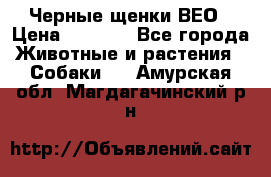 Черные щенки ВЕО › Цена ­ 5 000 - Все города Животные и растения » Собаки   . Амурская обл.,Магдагачинский р-н